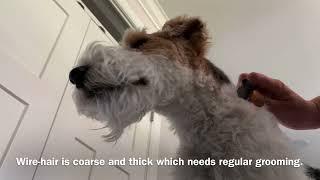 Learn how I groom my dog Skipper the wire-hair fox terrier using beginner hand-stripping techniques.