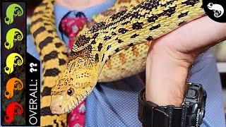 Bullsnake, The Best Pet Snake?