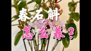 【20254】春石斛/金钗石斛怎么养护？ Dendrobium Nobile //静姐说花436