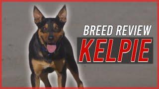 AUSTRALIAN KELPIE BREED REVIEW