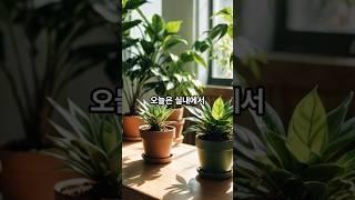 실내에서 키우기 좋은 식물 top 10