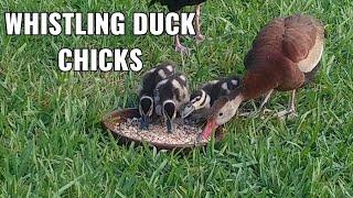 Whistling Duck CHICKS feeding on seeds 