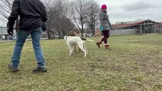 Peri Peri & Fruit Loops leash test