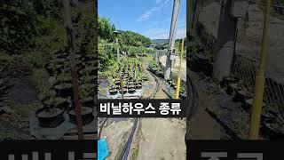 농사용 대 원예용 비닐하우스 차이점 20250622) #blueberry #블루베리 #비닐하우스