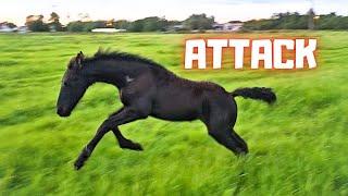 I'm being 'attacked' by this foal. Saly is finally the boss! But over whom? | Friesian Horses