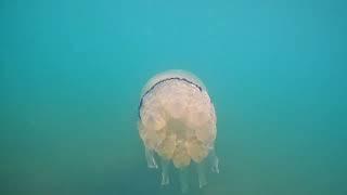 The best Jelly Fish in Albanian Coast