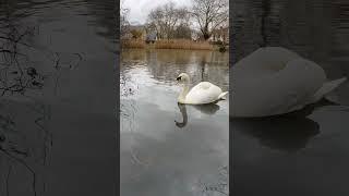 Barnes Pond London - a beautiful swan in a beautiful quaint London village  #shorts #swan