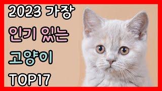 2023 가장 인기 있는 고양이 | Top17 popular cat breeds | 고양이 순위 | 고양이 랭킹