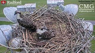 Radford University Raptor Cam