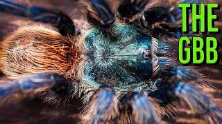 The Amazing Green Bottle Blue Tarantula - Everything YOU Need To Know!