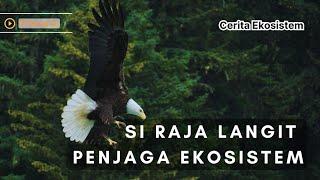 BURUNG ELANG, SANG PREDATOR PUNCAK DARI ATAS AWAN