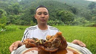 Súng Trâu Sốt Vang | Hoa Ban Tây Bắc Farm