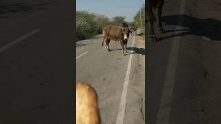 मुङग्या नंदी #cow #ytshorts #gaumata #youtubeshorts #trendingshorts #nandi #shorts #jallikattu #bail