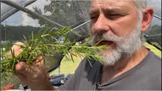 Rosemary Propagation