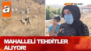 Köpek katliamı! - Atv Haber 23 Ekim 2020