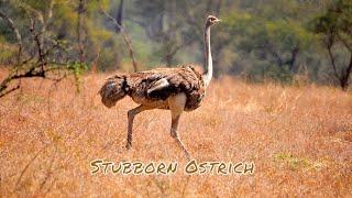Wild Ostrich Encounter Caught On Camera During Wild Adventure Tour