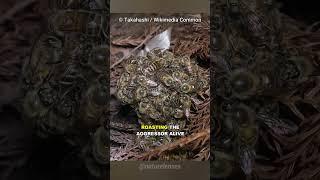 How Bees Kill Giant Hornets By Cooking Them!