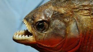 10 of the Most Dangerous Fish of the World