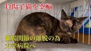 【行き場のない子猫達を空輸】高度医療にかける決断をしました