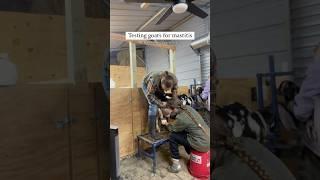 DIY Goat Mastitis Test #goats #goatfarming