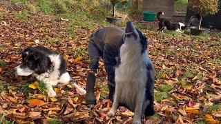 4 dogs playing/ grooming my collies and storm Ashley