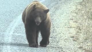 Schwarzbär im Yukon