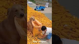 During the busy farming season, there is no one idle at home #human cub#golden retriever#dog#shorts