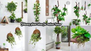 5 Money Plants Indoor Decoration & Hanging Techniques You’ll Love | Grow Money plant//GREEN PLANTS