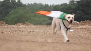 Indian army dog .