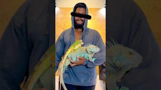 Which color is your favorite? 🩵#iguana #reptiles #lizard #pets #animals ￼#reptile #iguanas