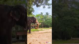 പിന്നല്ല... ചെറുക്കൻ വേറെ ലെവൽ... |#cheruppulasseri #ayyappan #keralaelephant #vibes #video #new