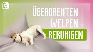 Überdrehten Welpen beruhigen [8 einfache Top-Tipps]