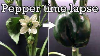 Growing peppers time lapse - flower to fruit in 60 days