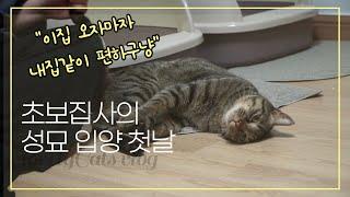 [Sub][하나네찌 남매냥 Vlog]초보집사의 성묘 입양 첫날_네찌편│[Hana&Nezzi] The first day of a novice master's cat adoption