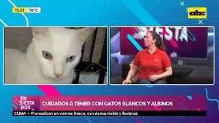 Cuidados a tener con gatos blancos y albinos