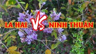 Linh Sam La Hai và Linh Sam Ninh Thuận,Nên Chơi Rin Loại Nào ?