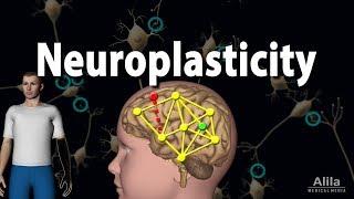 Neuroplasticity, Animation.