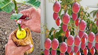 How To Grow Mango Tree With Potato In Banana Tree Trunk |  Grafting Mango