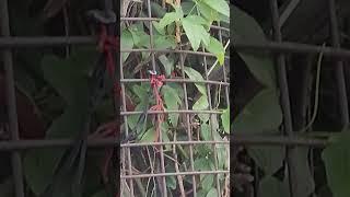 Neem kroli baba shimla