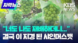 "너도 나도 재배하더니..." 결국 이 지경 된 샤인머스캣 / KBS 2024.09.15.