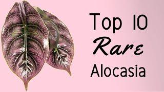 Top 10 Rare Alocasia