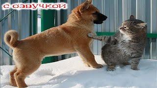 Funny Animal Videos 2024 - Funniest Dogs and Cats Videos #271