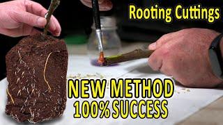 ROOTING FIG CUTTINGS | 100% successful METHOD | PROPAGATE FIGS, KIWI, GRAPE, POMEGRANATE, ROOTSTOCKS