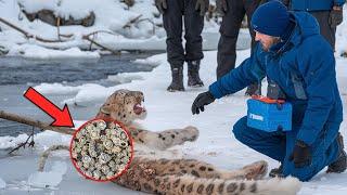 A Poor Snow Leopard Injured By A Million Of Barnacles And It Was Successfully Rescued By Rescue Team