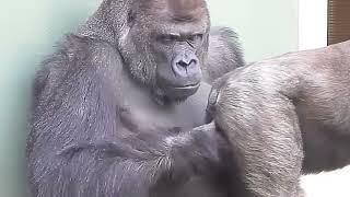 gorilla meeting wow  | animal mating | animal breeding | animals meeting #1000subscriber