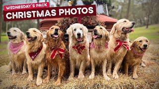 Wednesday Pack’s Christmas Santa Photos