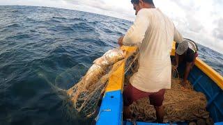 Unexpected Fish Caught In Our Fishing Net While We Were On Morning Fishing