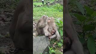 #monkey #shorts
