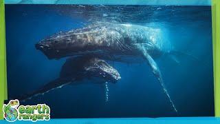 Animals Need Your Help! | Earth Rangers