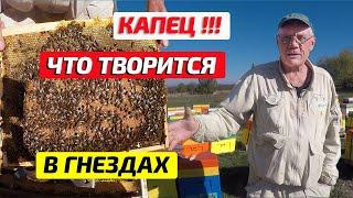 Пасека в октябре Матки сеют Когда собирать гнезда пчел на зиму #2